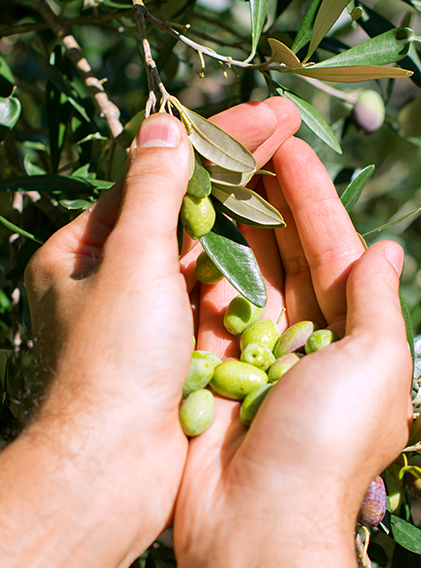 La raccolta delle olive nel Cilento