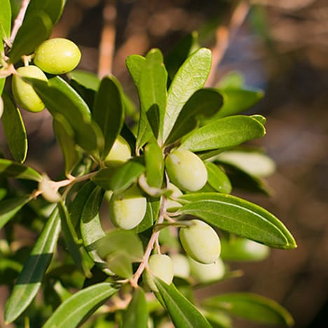 Die grüne Oliven der Olivenbäume in Casal Velino