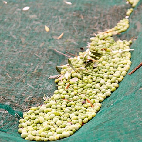 Le olive nelle reti di raccolta antistrappo